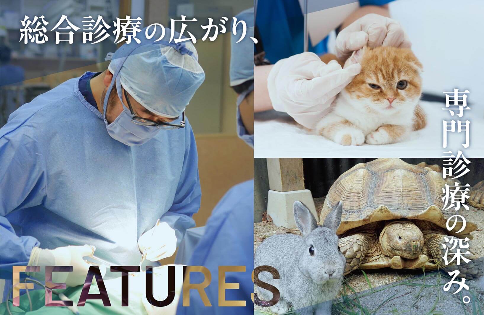 総合診療の広がり、専門診療の深み。